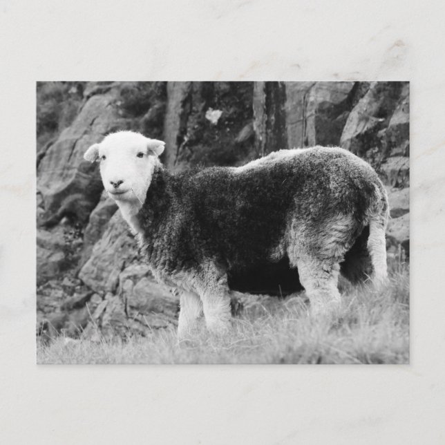 Herdwick Sheep Postcard (Front)