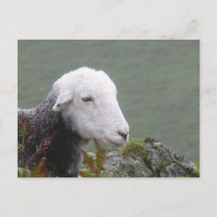 Herdwick Sheep Postcard