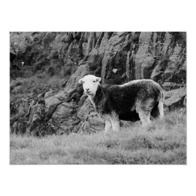 Herdwick Sheep Poster (Front)