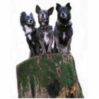 Here are the dogs on a log.