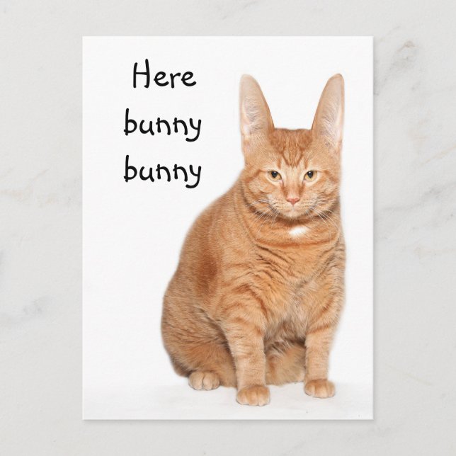 Here bunny bunny postcard (Front)
