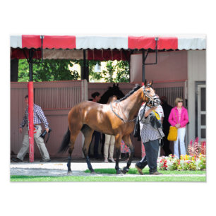 Here Comes Rosie - Saratoga Paddock Photo Print