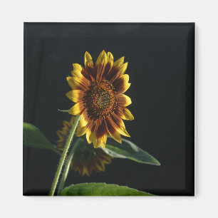 Here Comes The Sunflower Tom Wurl Magnet