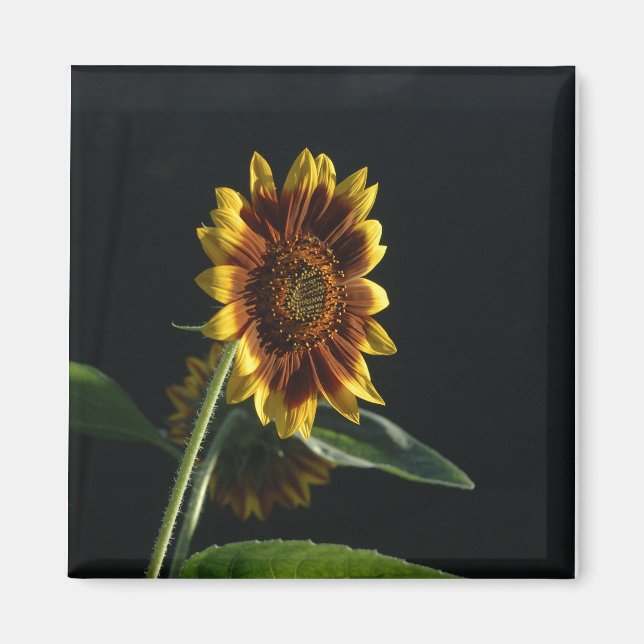 Here Comes The Sunflower Tom Wurl Magnet (Front)