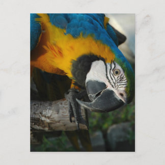 Here Looking At You Postcard