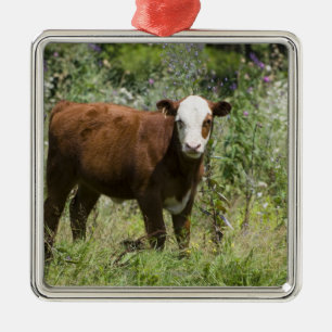 Hereford calf (Bos taurus) in prairie pasture Metal Tree Decoration