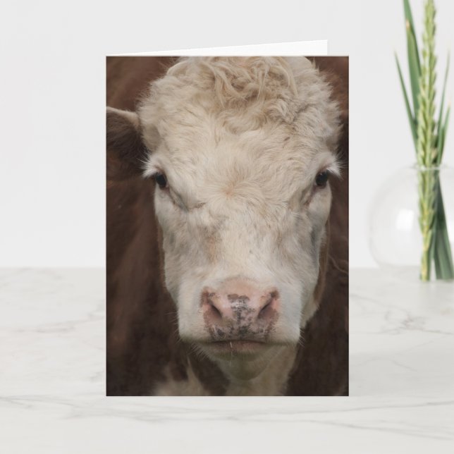 Hereford Card (Front)