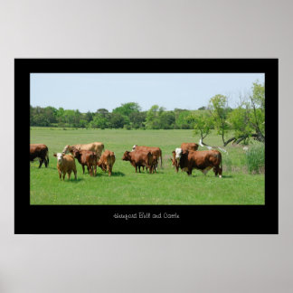 Hereford Cattle Poster Print
