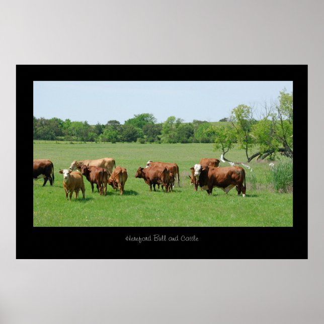 Hereford Cattle Poster Print (Front)