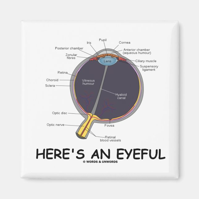 Here's An Eyeful (Eye Anatomy Humour) Magnet (Front)