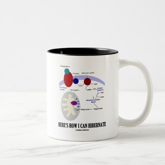 Here's How I Can Hibernate (Thermogenesis) Two-Tone Coffee Mug (Right)