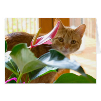 Here's looking at you