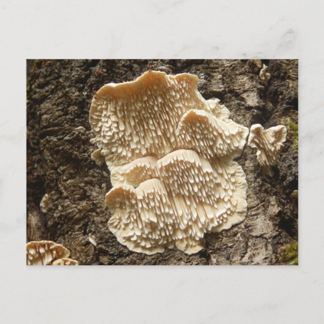 Hericium cirrhatum Mushroom Postcard (Front)