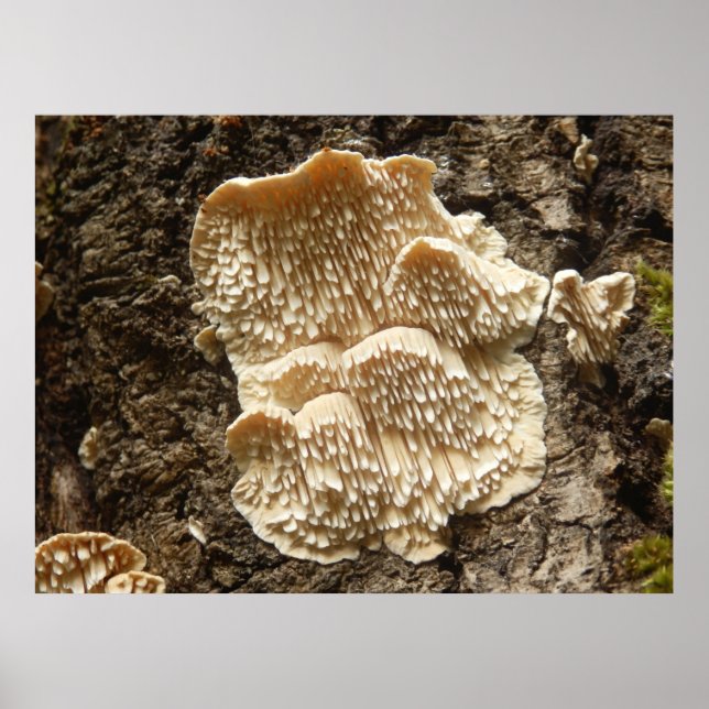 Hericium cirrhatum Mushroom Poster (Front)