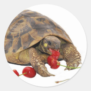 Hermann Tortoise and Strawberries Classic Round Sticker