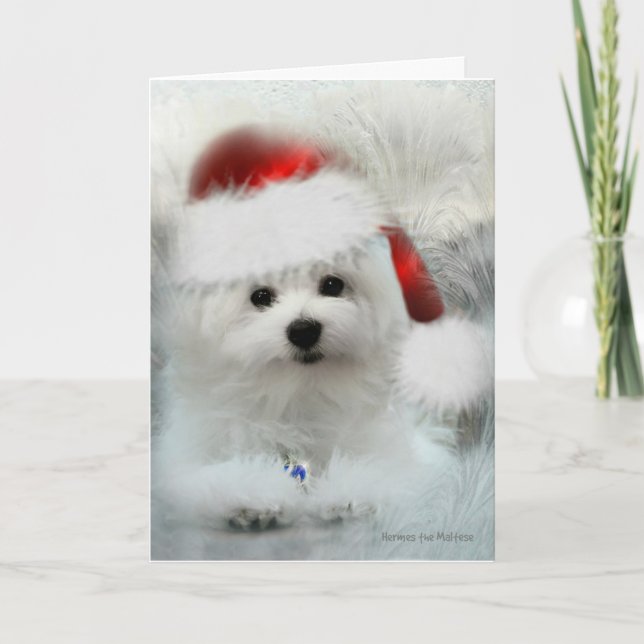Hermes the Maltese Blank Christmas Greeting Card (Front)