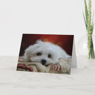 Hermes the Maltese Blank Greeting Card