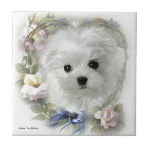 Hermes the Maltese Ceramic Tile