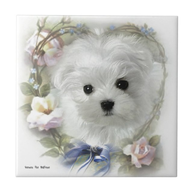 Hermes the Maltese Ceramic Tile (Front)