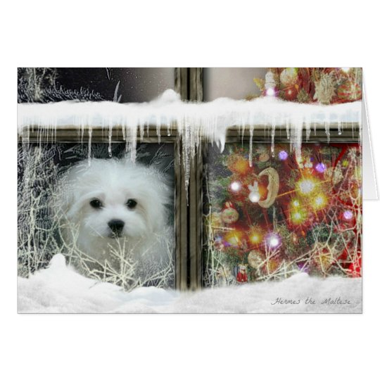 Hermes the Maltese Christmas Card