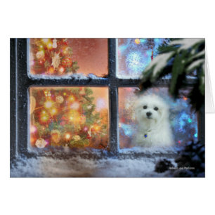 Hermes the Maltese Christmas Card