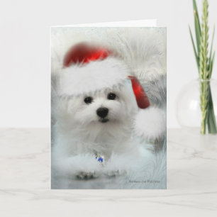 Hermes the Maltese Christmas Card