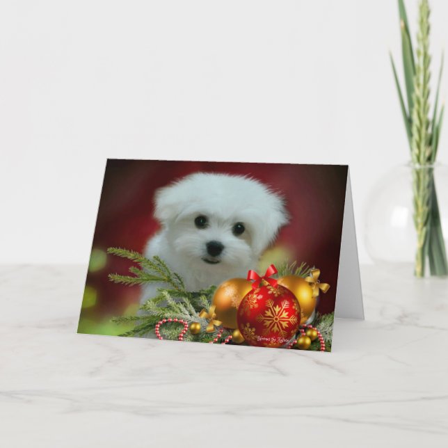 Hermes the Maltese Christmas Greeting Card (Front)