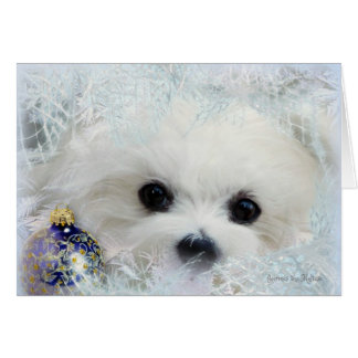 Hermes the Maltese Christmas Greeting Card