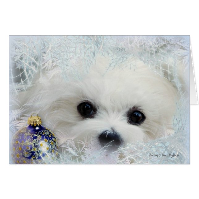 Hermes the Maltese Christmas Greeting Card (Front Horizontal)