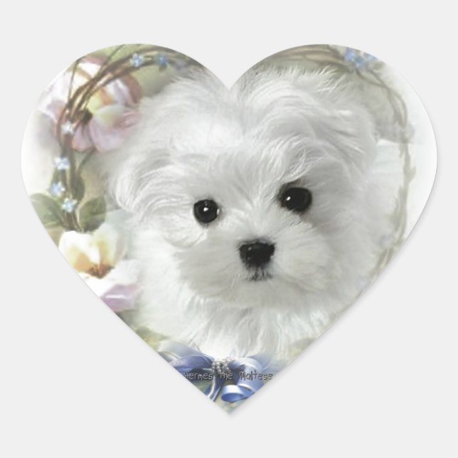 Hermes the Maltese Heart Sticker (Front)