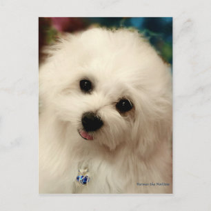 Hermes the Maltese Postcard