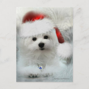 Hermes the Maltese Postcard