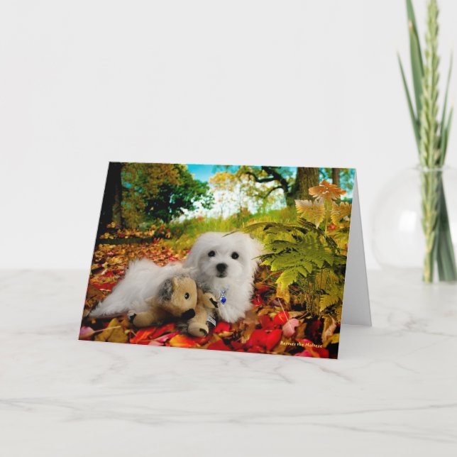 Hermes the Maltese Thanksgiving Greeting Card (Front)