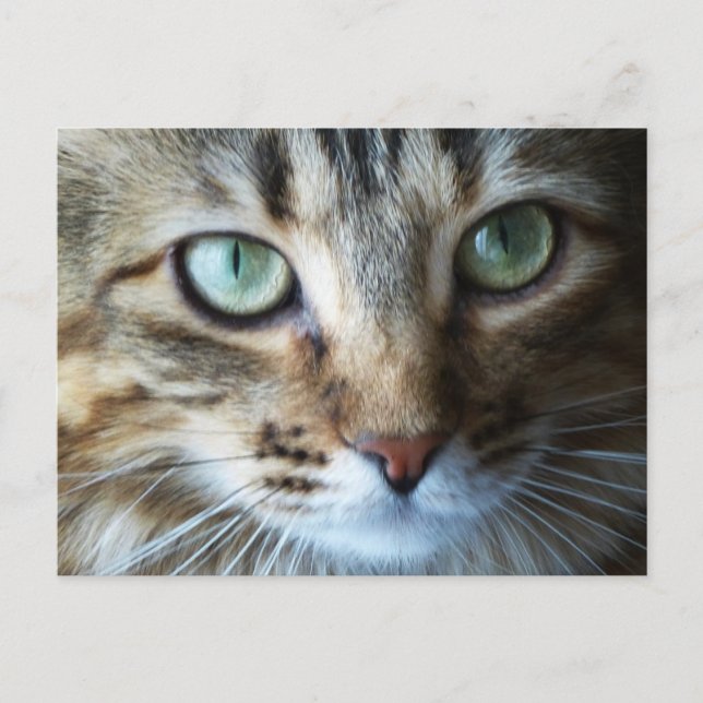 Hermione Up Close Postcard (Front)