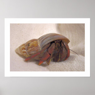 Hermit Crab #10 Poster