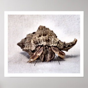 Hermit crab #1 poster
