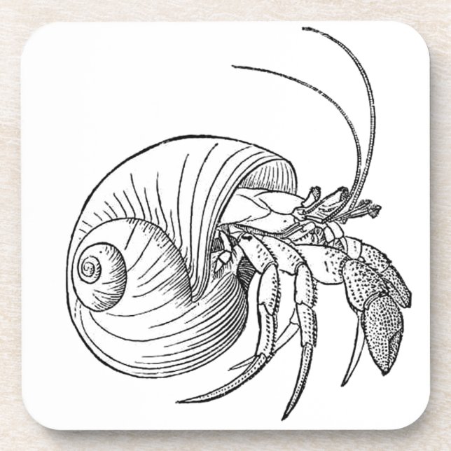 Hermit Crab Illustration (line art) Coaster (Front)