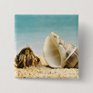 Hermit crab looking at larger shell 15 cm square badge