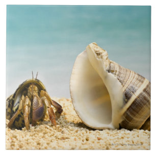Hermit crab looking at larger shell ceramic tile
