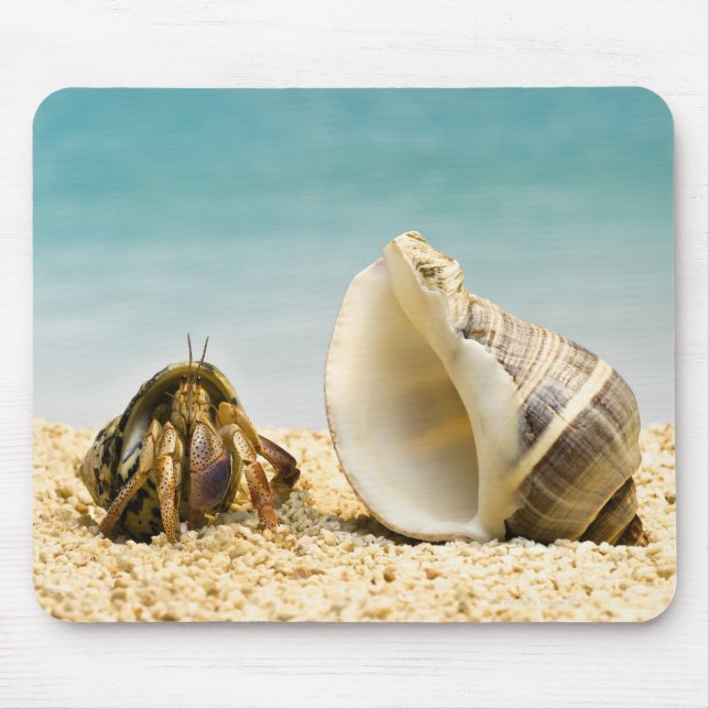 Hermit crab looking at larger shell mouse pad (Front)