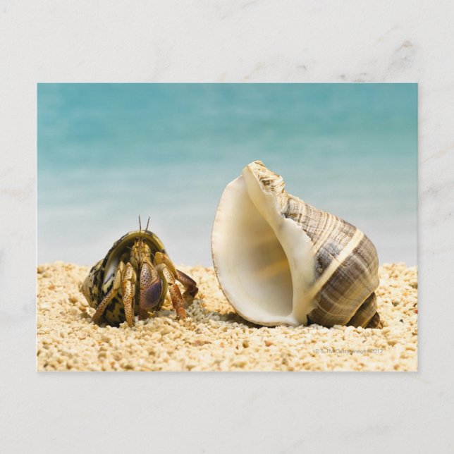 Hermit crab looking at larger shell postcard (Front)