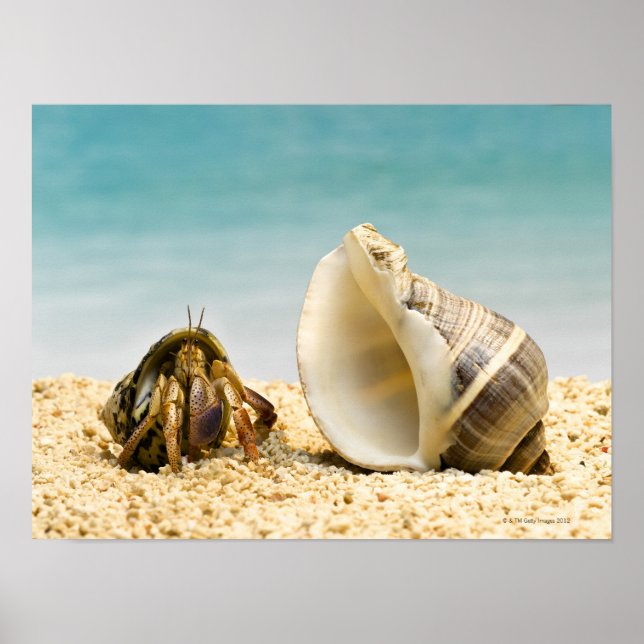 Hermit crab looking at larger shell poster (Front)