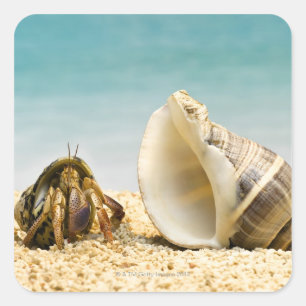 Hermit crab looking at larger shell square sticker