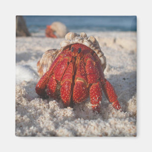 Hermit Crab Magnet