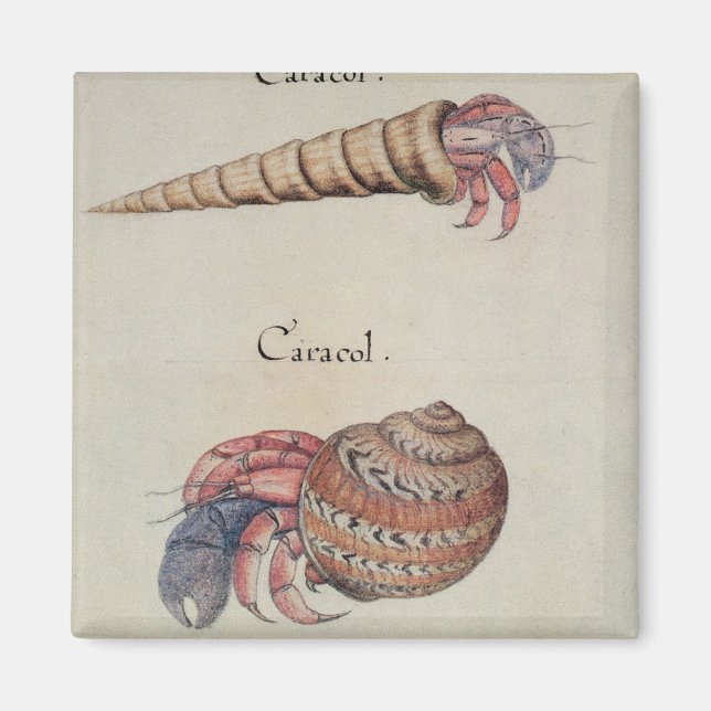 Hermit Crab Magnet (Front)