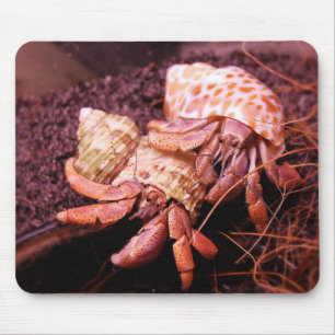 Hermit Crab Mousepad