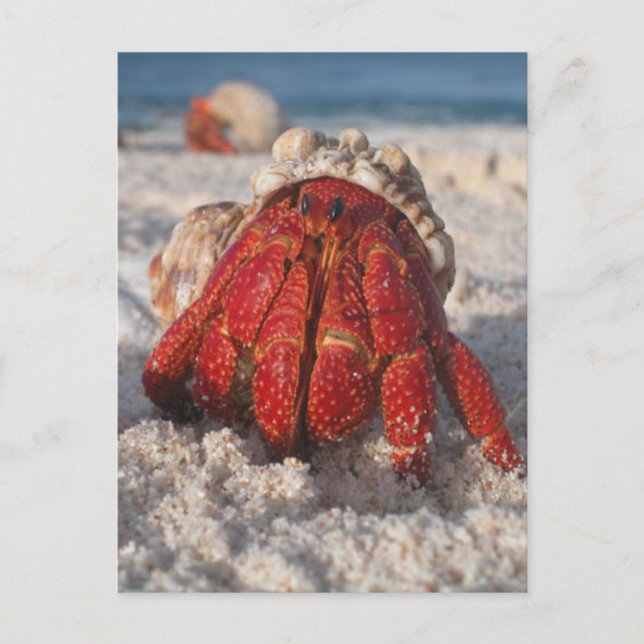 Hermit Crab Postcard (Front)