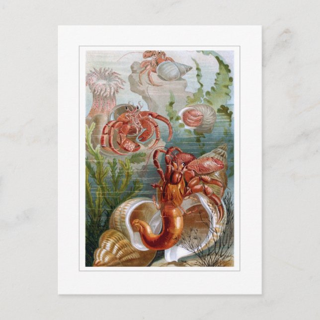 Hermit Crab Postcard (Front)