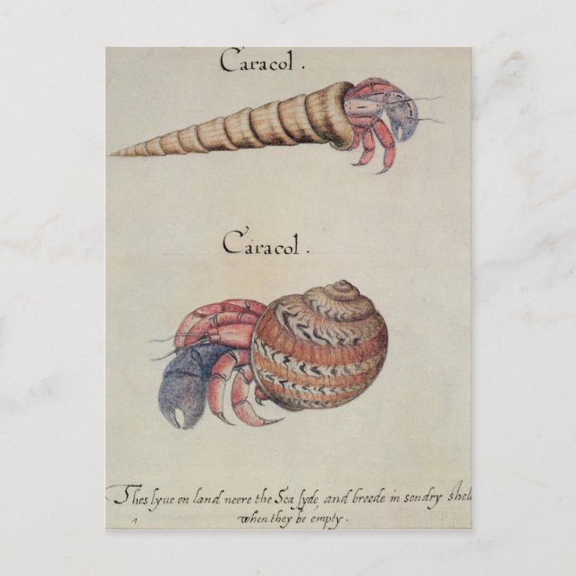 Hermit Crab Postcard (Front)