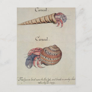 Hermit Crab Postcard